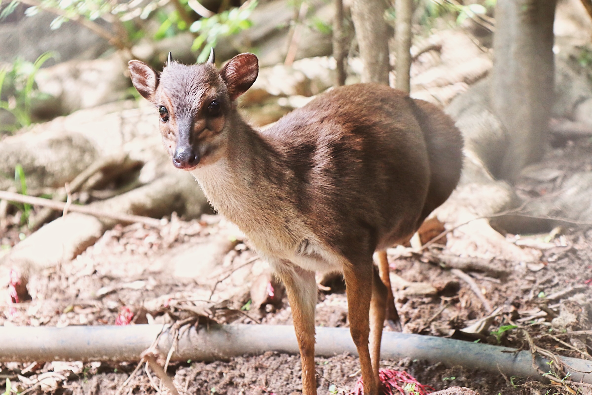 Processed with VSCO with dog1 preset